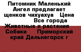 Питомник Маленький Ангел предлагает щенков чихуахуа › Цена ­ 10 000 - Все города Животные и растения » Собаки   . Приморский край,Дальнегорск г.